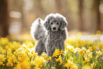 standard poodle between diffodils