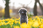standard poodle between diffodils