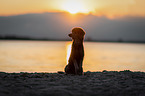 sitting standard poodle