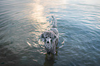 standing standard poodle