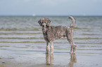 standing standard poodle