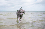 running standard poodle