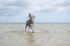 running standard poodle
