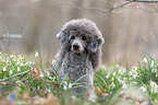 standard poodle between snowdrops