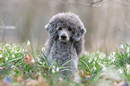 standard poodle between snowdrops