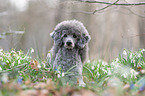 standard poodle between snowdrops