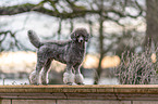 standing standard poodle