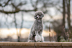 sitting standard poodle