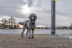 standing standard poodle