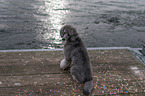 sitting standard poodle