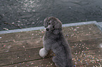 standard poodle