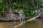standing standard poodle