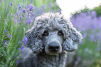 standard poodle between lavender