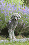 standard poodle between lavender