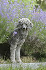 standard poodle between lavender