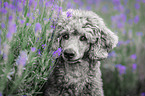 standard poodle between lavender