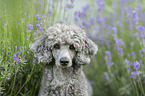 standard poodle between lavender