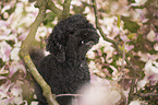 Royal Standard Poodle Portrait