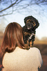 Royal Standard Poodle Puppy