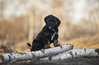 Royal Standard Poodle Puppy