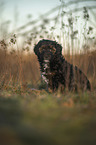 Royal Standard Poodle Puppy