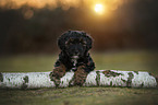 Royal Standard Poodle Puppy