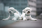 lying Royal Standard Poodle