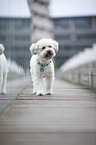 walking Royal Standard Poodle