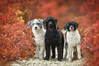 3 Royal Standard Poodle