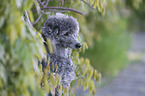 Royal Standard Poodle Portrait