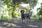 Royal Standard Poodle