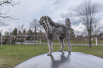 Royal Standard Poodle gives paw