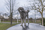 Royal Standard Poodle