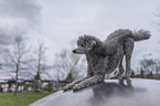 Royal Standard Poodle takes a bow