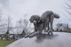 Royal Standard Poodle takes a bow