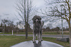 Royal Standard Poodle