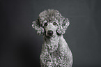 Royal Standard Poodle Portrait
