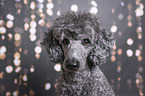 Royal Standard Poodle Portrait