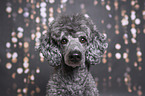 Royal Standard Poodle Portrait