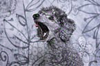 Royal Standard Poodle Portrait