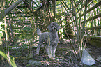 Royal Standard Poodle