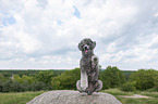 begging Royal Standard Poodle