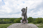 begging Royal Standard Poodle