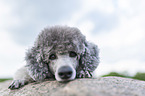 lying Royal Standard Poodle