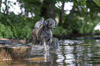 walking Royal Standard Poodle