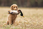 male Royal Standard Poodle