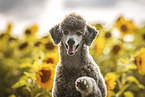 male Standard Poodle