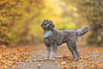 male Standard Poodle