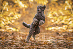 male Standard Poodle