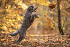 male Standard Poodle